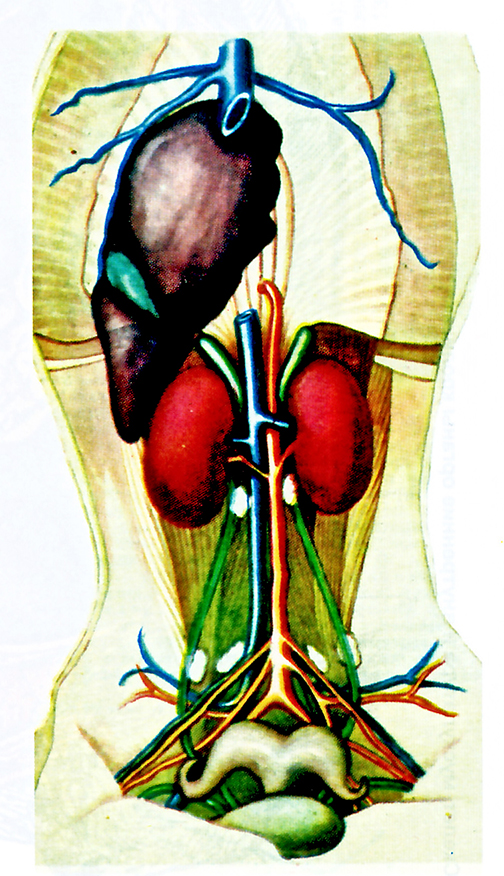 Рис. 12а. Схема органов и лимфатических желез