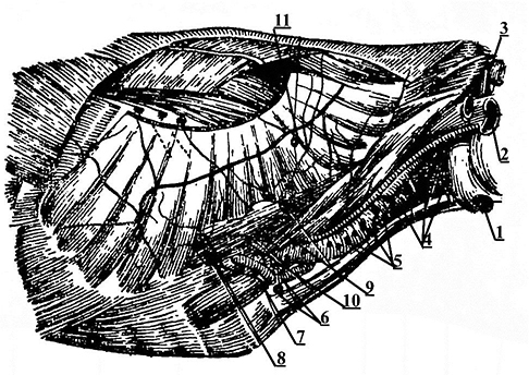 Схема расположения лимфатических узлов шеи и плечевого пояса крупного рогатого скота