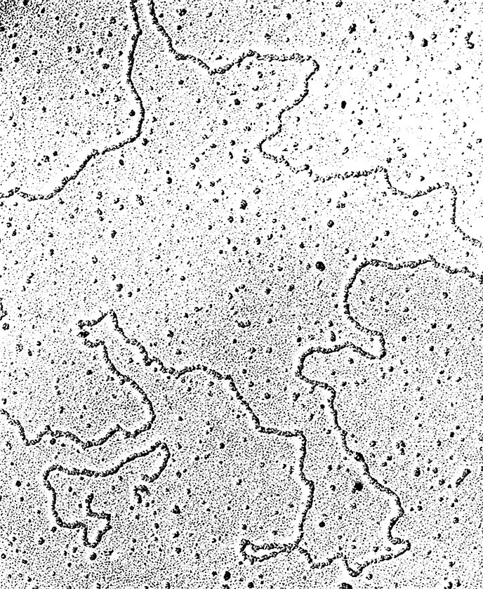 3 Плазмида выделенна из Streptomyces