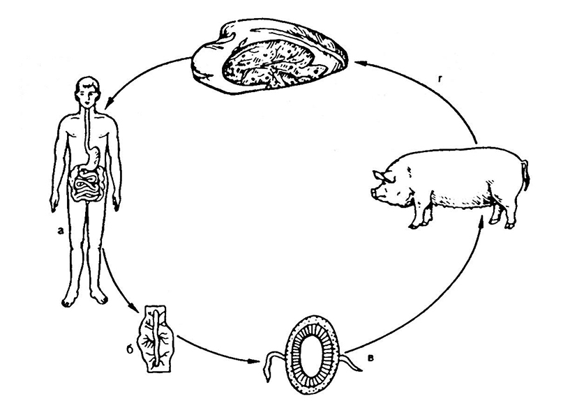 Ленточные жизненный цикл. Цикл развития свиного цепня рисунок. Жизненный цикл свиной цепень схема. Цикл развития свиного цепня. Жизненный цикл свиного цепня схема.