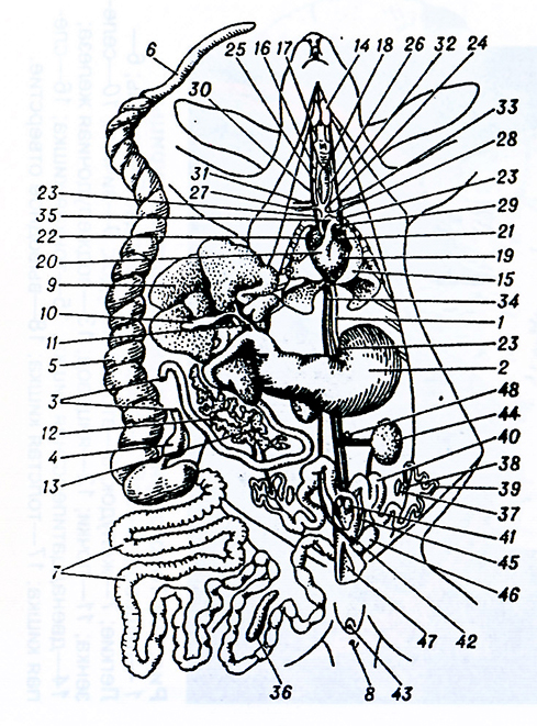 Внутренние органы самки кролика полусхема