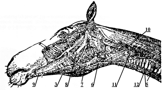 Лимфатические узлы головы и шеи лошади