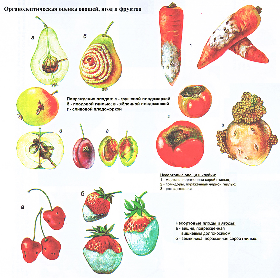 Овощи ягоды