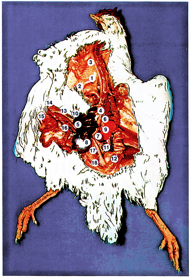 Рис. 10а. Топография внутренних органов курицы