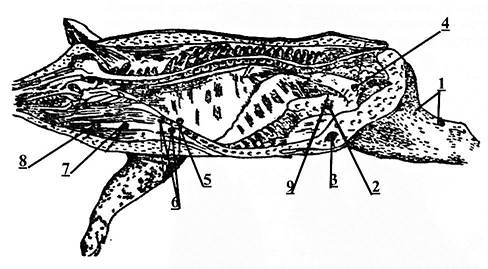 Рис. 2а. Схема лимфатических узлов животных