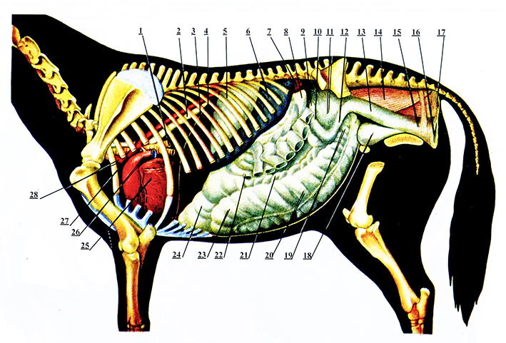 Рис. 4а. Положение внутренних органов лошади вид слева
