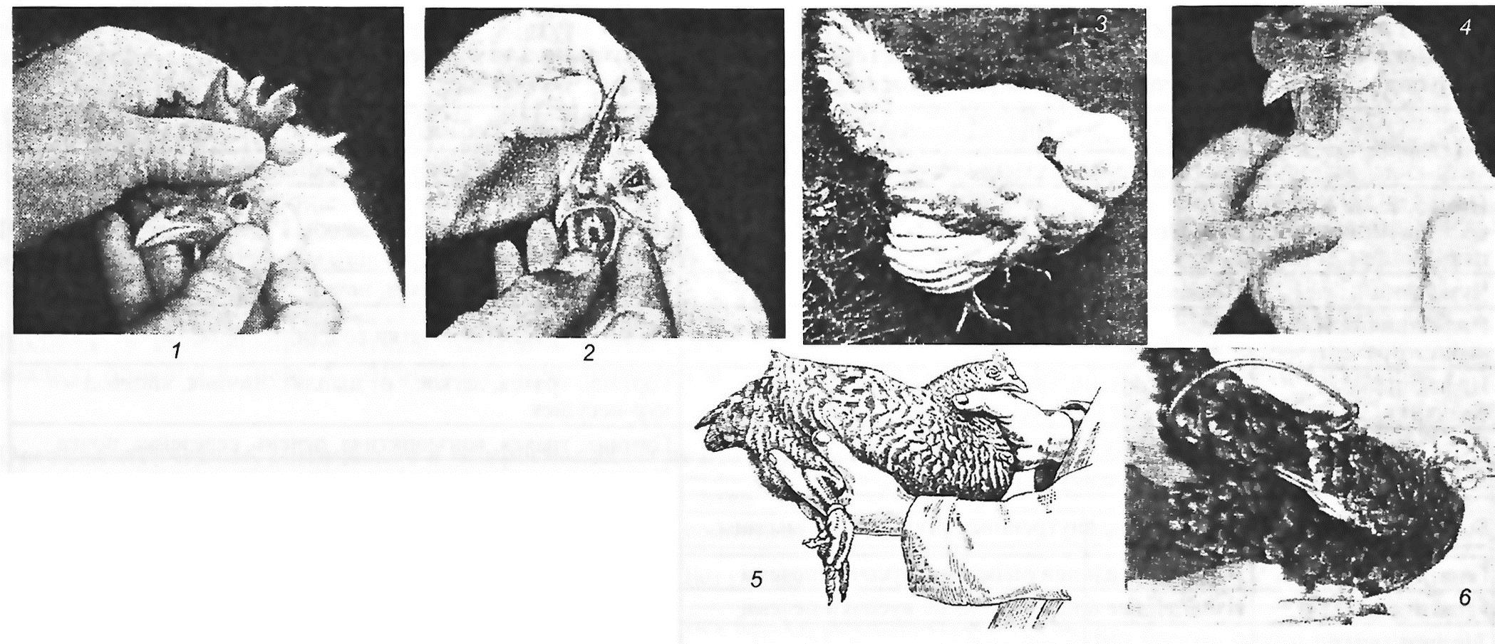 Рис. 69. Исследование птицы