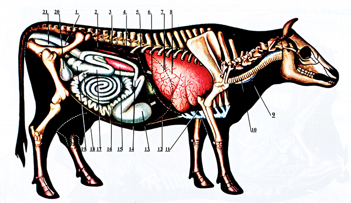 Рис. 6а. Положение внутренних органов коровы вид справа