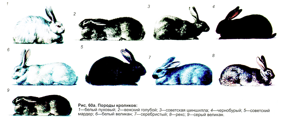 Рис 60 Породы кроликов