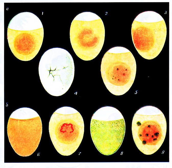 Санитарная оценка яиц