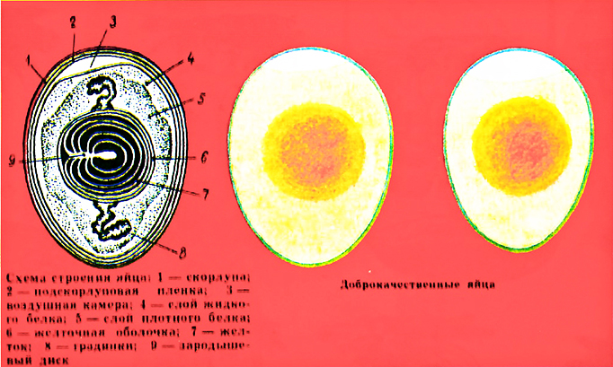 Санитарная оценка яиц при обнаружении пороков