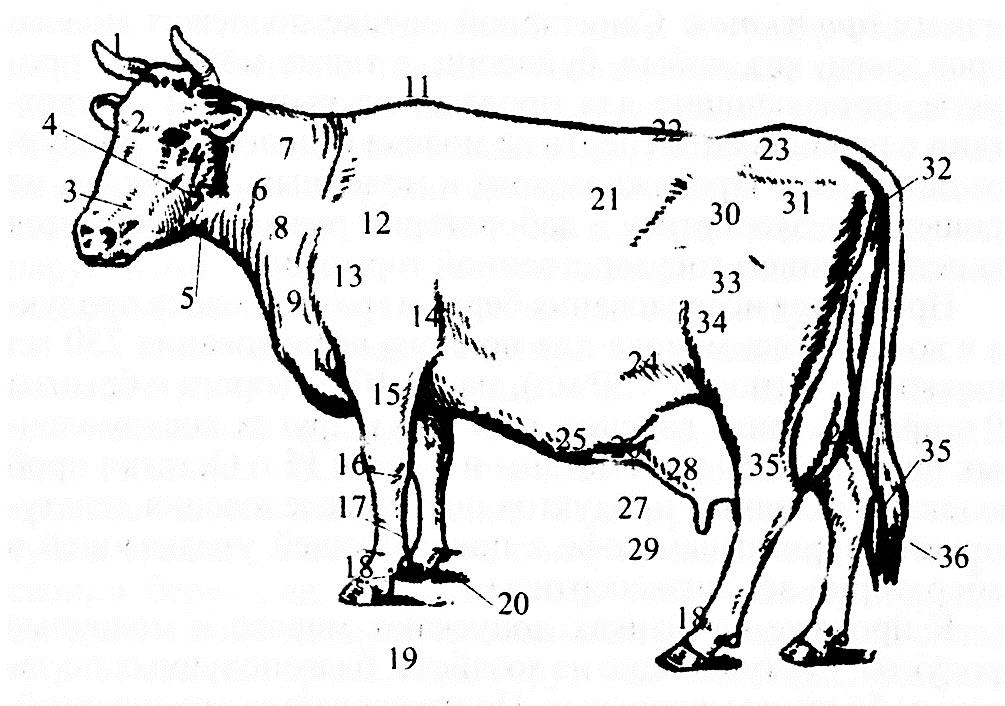 Стати молочной коровы