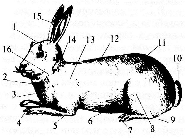 Стати тела кролика