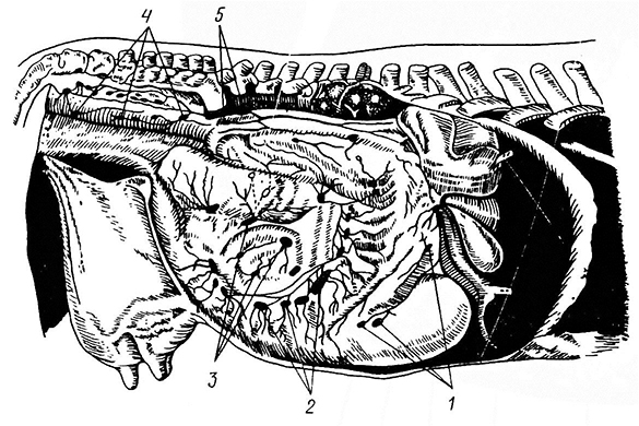 Схема расположения брюшных лимфатических узлов крупного рогатого скота