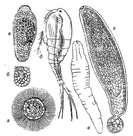 лентеца широкого Diphyllohothrium
