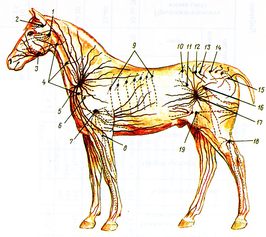 лимфатических узлов лошади